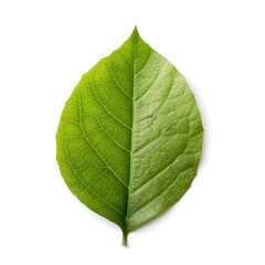 Obraz premium Leafy Geometry: An isolated close-up showcases a vibrant green leaf, capturing the textures and details of nature. 