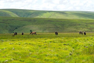 Wild horses roaming in the wide open grassland of Exmoor National Park in Devon England