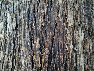 Close up detail of teak tree bark (Tectona grandis). Natural texture background 