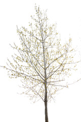 Obraz premium tree isolated on white background