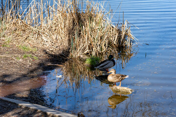Ducks resting by the tranquil lake on a sunny afternoon