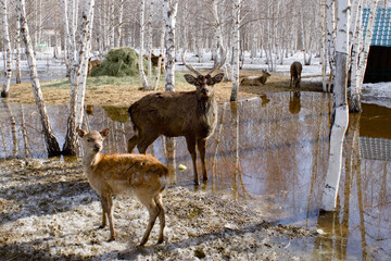 A tribe of wild deer is looking for food and frolicking in the park in the melting snow