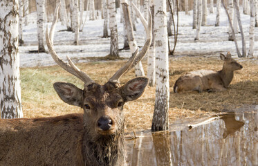 A wild male deer, the leader of his tribe in a spring park among melting snow and trees in search...
