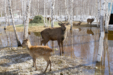 A tribe of wild deer is looking for food and frolicking in the park in the melting snow