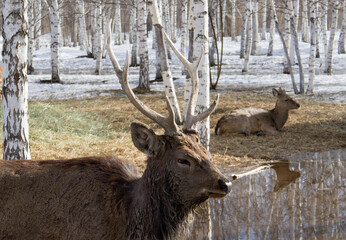 A wild male deer, the leader of his tribe in a spring park among melting snow and trees in search...