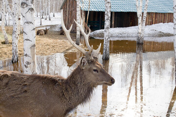 A wild male deer, the leader of his tribe in a spring park among melting snow and trees in search...