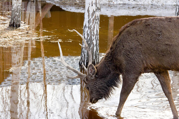 A wild male deer, the leader of his tribe in a spring park among melting snow and trees in search...