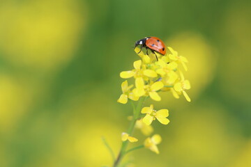 close up of seven spotted ladybug