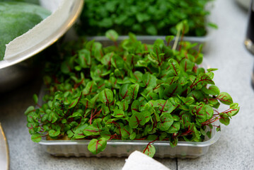 Fresh micro red vein sorrel in plastic tray. Close-up of vibrant micro red vein sorrel with...