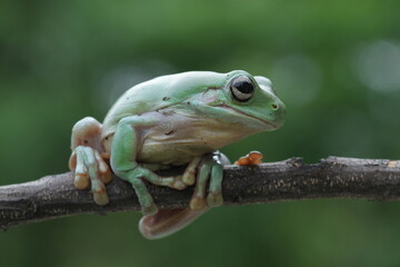 frog on a tree