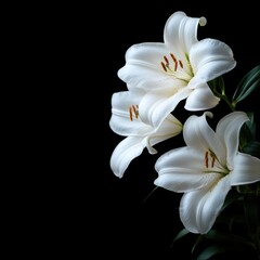 Obraz premium Elegant white lilies bloom against a dark background creating a striking contrast and a sense of purity and peace