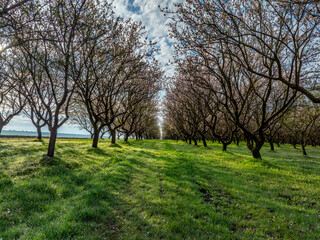 Rows of blooming almond trees in spring with green grass lawn