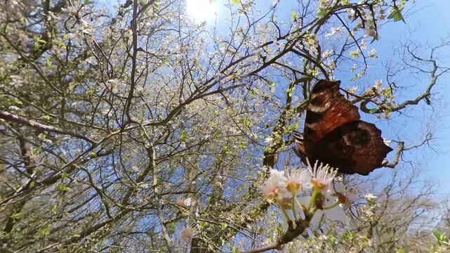 Tagpfauenauge im Fr&uuml;hling an dern ersten Baumbl&uuml;ten - Schmetterling saugt Nektar