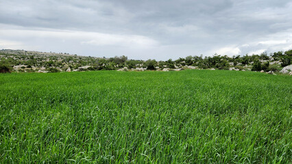 A wheat field, ready to start sprouting, meets the fertile rains of April, embracing the promise of...