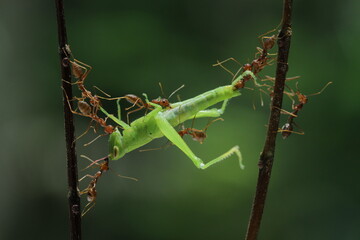 A group of ants carrying grasshoppers