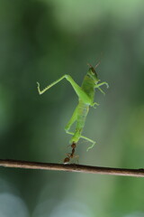 Ant carrying a green grasshopper