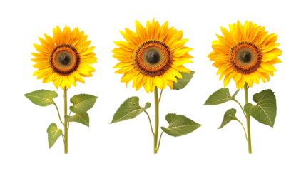Three bright yellow sunflowers with green leaves are displayed vertically isolated on a clean transparent background perfect for seasonal