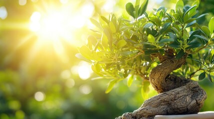 Fototapeta premium Serene bonsai tree bathed in golden sunlight creating a peaceful zen garden atmosphere with lush green foliage and blurred background in a close up shot