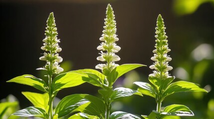 Three white flowers in sunlight, close-up.