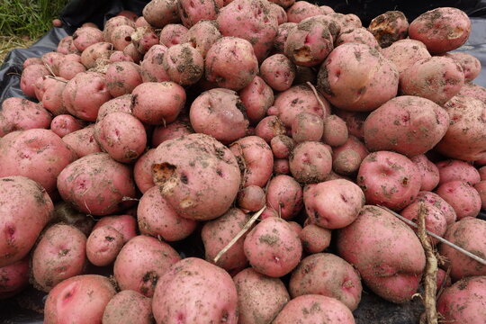 pile of freshly harvested red potato. pontiac potato variety freshly harvested in the vegetable garden.