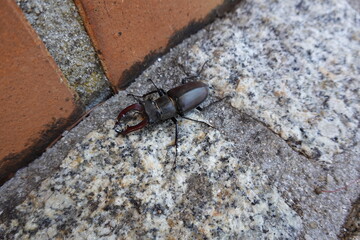 Stag Beetle Crawling on Granite Surface