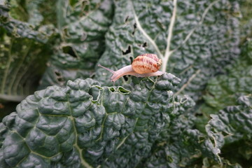 snail tries to get to a part of a crop leaf to eat it. vegetable garden pests