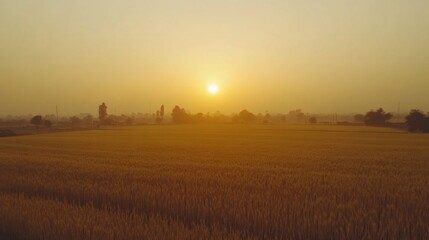 Fototapeta premium Morning sun rising over endless wheat fields in Punjab, warm golden hues and fresh air generative ai