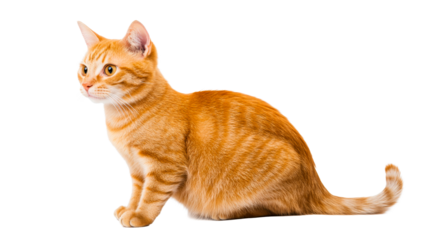 Cute orange cat sitting attentively with bright eyes and neat fur