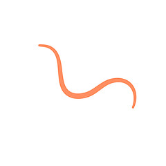 Ascaris Lumbricoides Human Worm Parasite