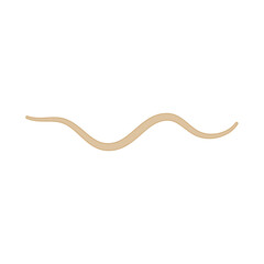 Fototapeta premium Ascaris Lumbricoides Human Worm Parasite