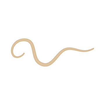 Ascaris Lumbricoides Human Worm Parasite