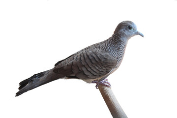 zebra dove bird photo transparent background