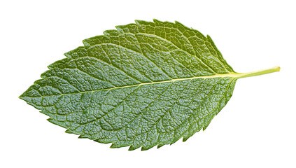 Fototapeta premium Fresh green mint leaf on transparent background