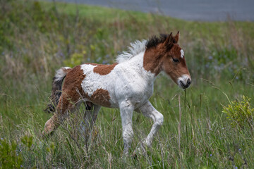 Assateague Foal 2024