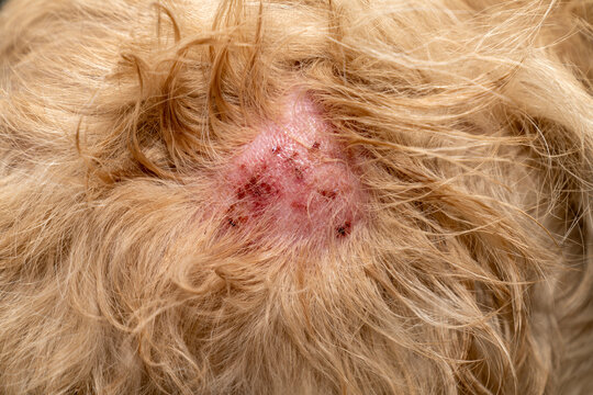 Dog skin infection, canine hot spot, dermatitis, eczema, allergy, or wound healing issue on golden retriever fur. Veterinary care, pet health problem, itchy skin, redness or hair loss. Vet examining 