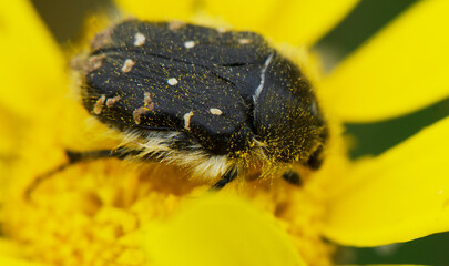 Polinating insect rests on vibrant yellow flower during a sunny spring afternoon in a blooming garden