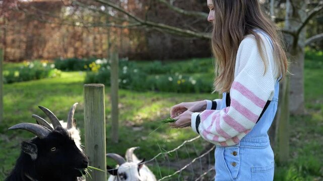 Smiling young woman in denim dungarees feeding goats in English countryside. Goats behind the fence on a smallholding. Sunny spring day in a garden with flowers. Happy playful emotions.