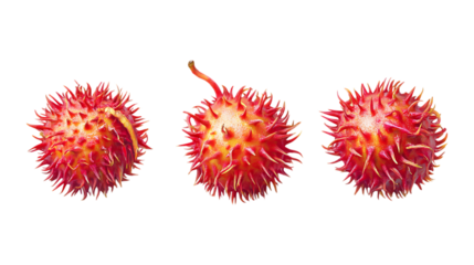 Three distinctly spiky red seed capsules are arranged in a horizontal row, isolated on a pure transparent background suitable for specific.