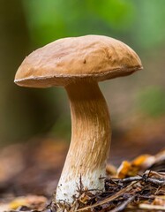 Single Brown Mushroom Isolated Smoothly with Cap Texture and Earthy Stem Base