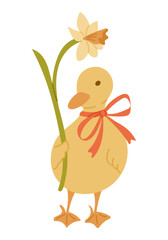 Hand drawn vector illustration of a cute duckling with a red ribbon holding a daffodil flower. Spring and Easter concept symbolizing new beginnings, innocence and seasonal joy