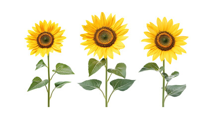 Fototapeta premium Pack of Sunflower set Against Transparent Background for Floral Branding, Seasonal Promotion, or Botanical Design Projects