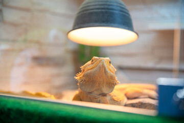 Pogona vitticeps, or bearded dragon, is basking under a heat lamp in a terrarium, enjoying the warmth and light provided by the specialized equipment