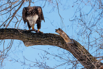 Bald eagle, eating a fish recently caught, while perched in a tree in La Crosse, Wisconsin in early March