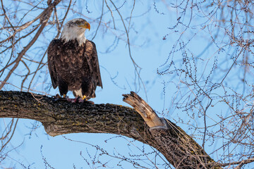 A bald eagle carefully guards its catch as it is perched in a tree in La Crosse, Wisconsin in early March