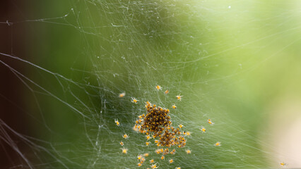 Lots of spider babies in the web