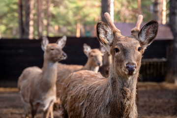 Young sika deer with small antlers standing behind a fence in an enclosure, with other deer in the background, looking towards the observer in a natural environment