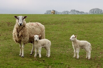Obraz premium Sheep with small lambs in a grassy field in springtime