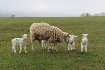 Sheep with small lambs in a grassy field in springtime