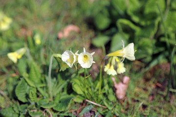 Macro image of Hoop Petticoat Daffodil blooms, Derbyshire England
