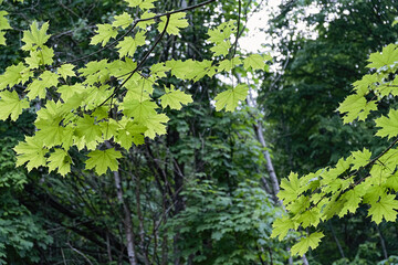 fresh green leaves in a springtime woodland.